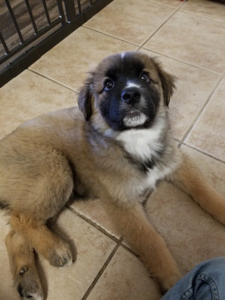 Nugget, a Boxer and Chow Chow mix tested with EmbarkVet.com