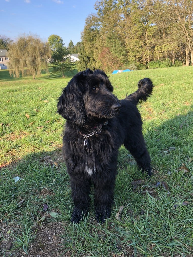 Juno, a Poodle (Standard) and English Cocker Spaniel mix tested with EmbarkVet.com