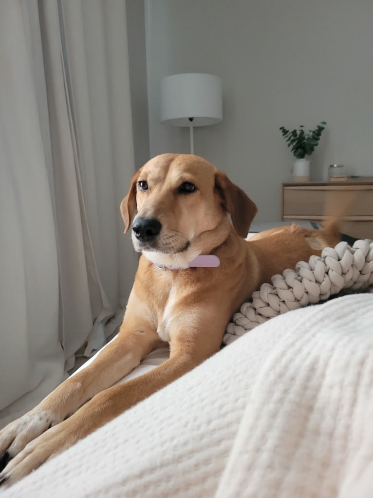 Lily, a Labrador Retriever and Treeing Walker Coonhound mix tested with EmbarkVet.com