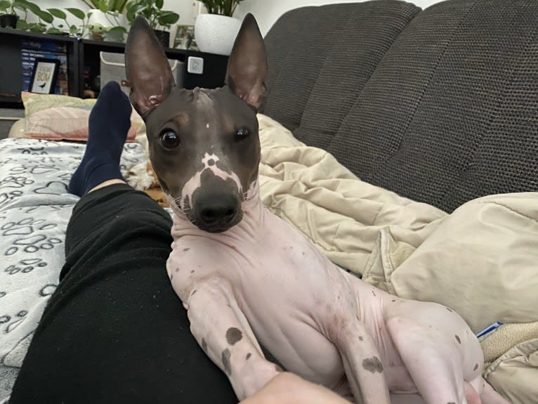 Link Chaplin Ferme, an American Hairless Terrier tested with EmbarkVet.com