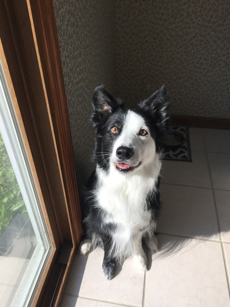 Ripper, a Border Collie tested with EmbarkVet.com