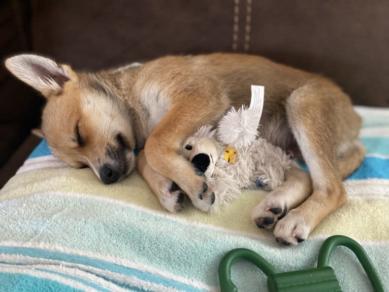 Koda, a Pomeranian and Toy Fox Terrier mix tested with EmbarkVet.com