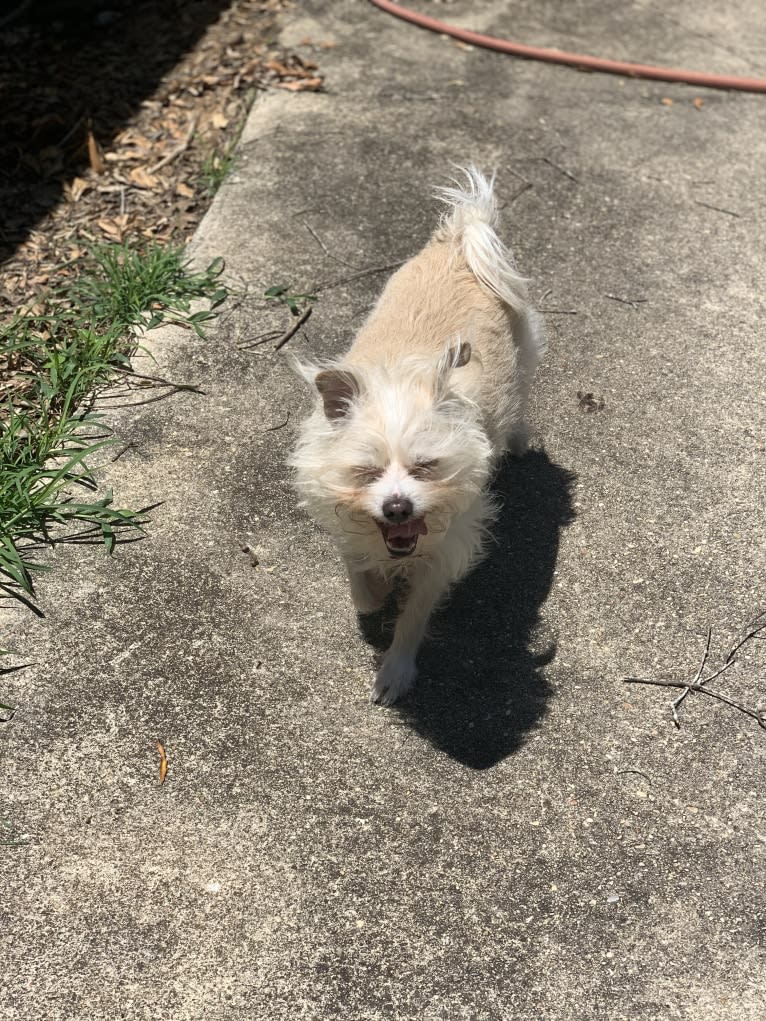 Ollie, a Chihuahua and Poodle (Small) mix tested with EmbarkVet.com