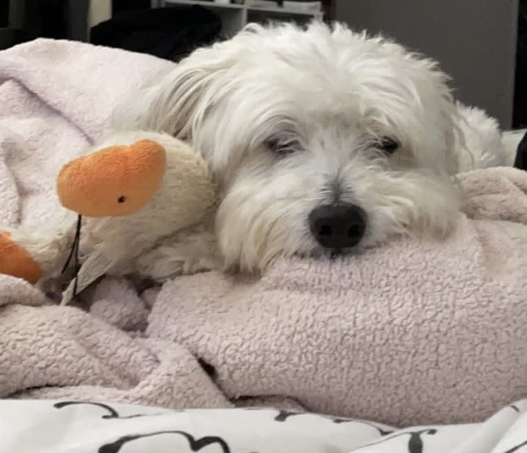 Jack, a Chinese Crested tested with EmbarkVet.com