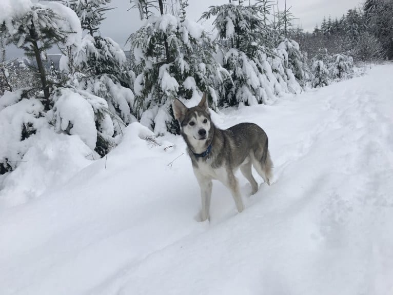 Jack Daniels, an Alaskan-type Husky tested with EmbarkVet.com