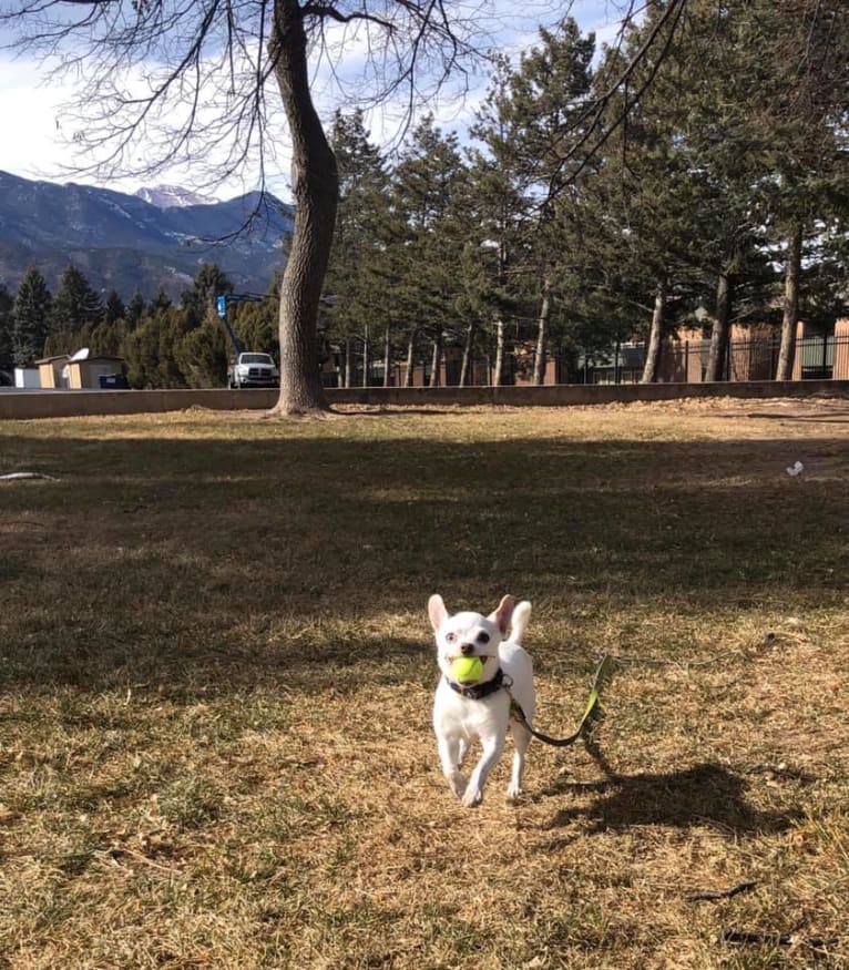 Mason, a Chihuahua and Russell-type Terrier mix tested with EmbarkVet.com