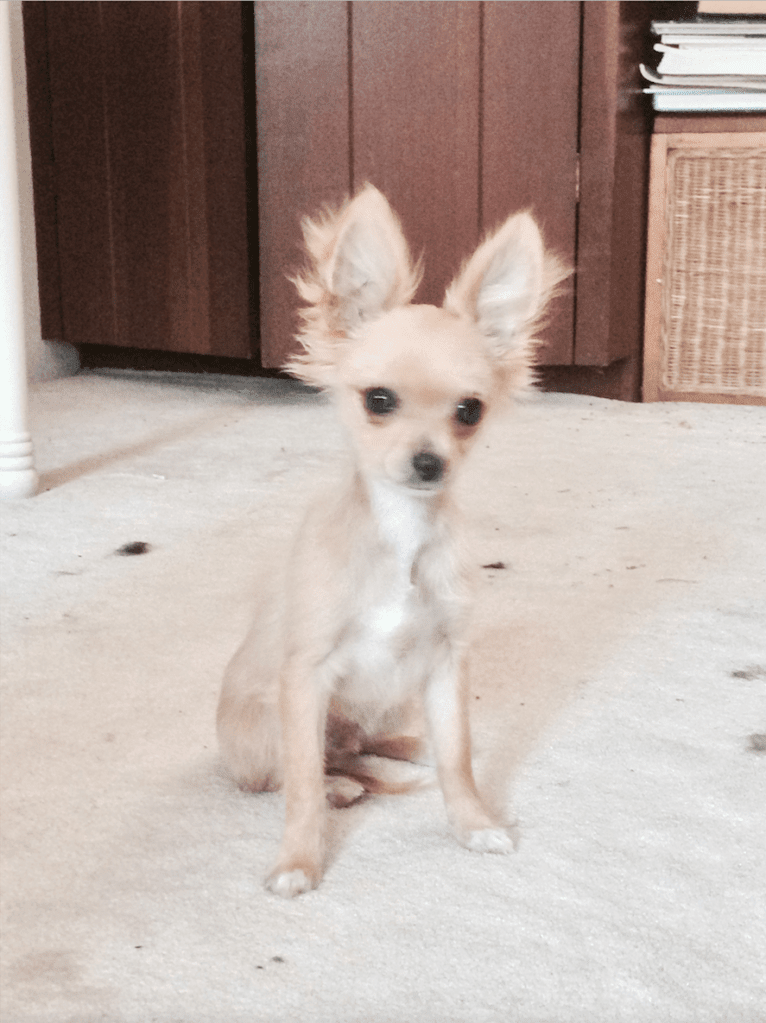 L'il Critter, a Chihuahua tested with EmbarkVet.com