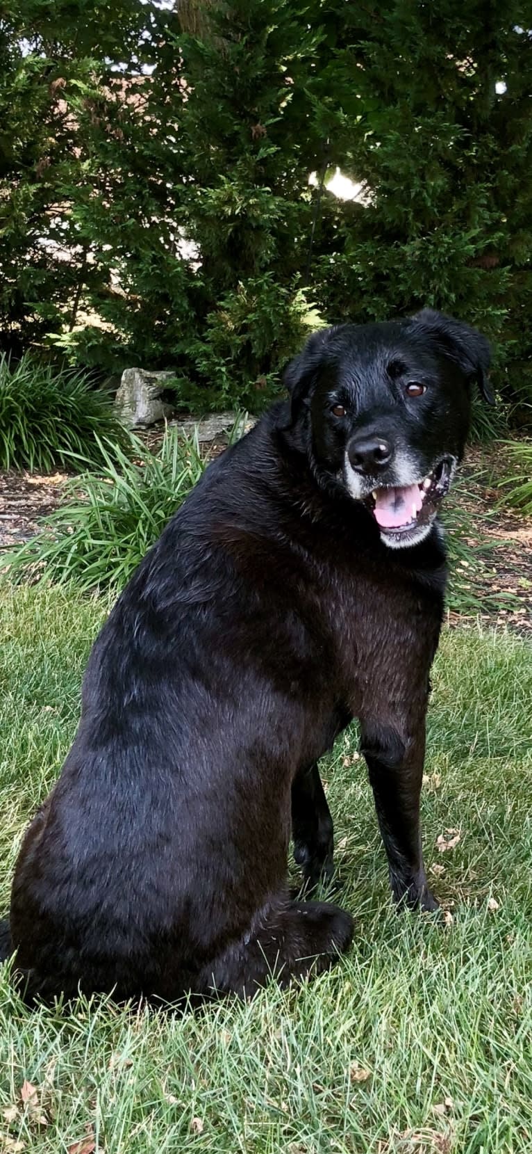 Photo of Jayda, a Rottweiler, American Pit Bull Terrier, Labrador Retriever, Golden Retriever, and German Shepherd Dog mix in Pittsburgh, Pennsylvania, USA