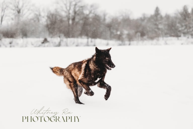 Rogue a dog tested with EmbarkVet.com