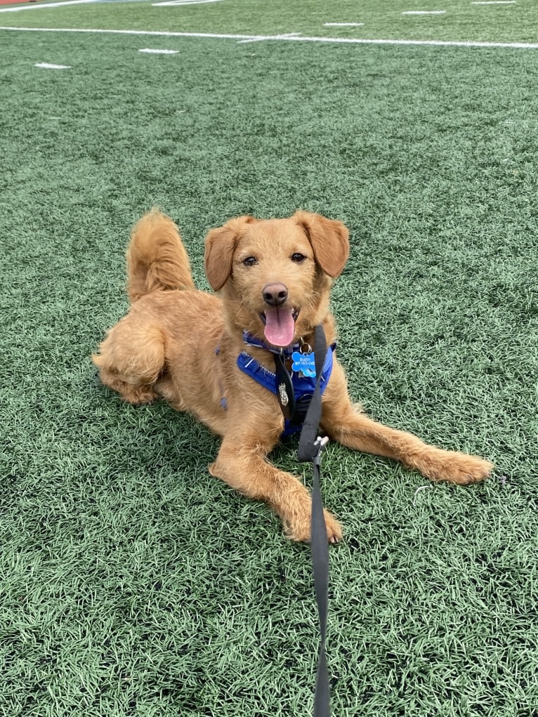 Buddy, a Poodle (Small) and Shiba Inu mix tested with EmbarkVet.com