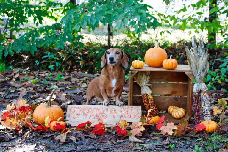 Jacob Levi, a Dachshund tested with EmbarkVet.com