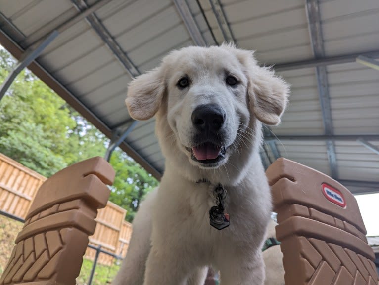 Valiant, a Great Pyrenees tested with EmbarkVet.com