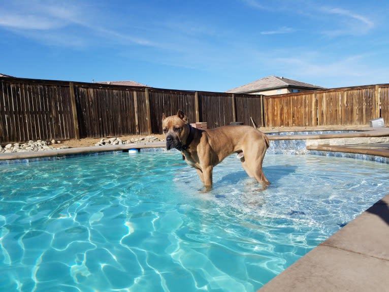 Dredd, a Cane Corso tested with EmbarkVet.com