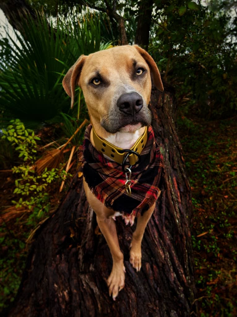 Lucian, an American Pit Bull Terrier and Rat Terrier mix tested with EmbarkVet.com