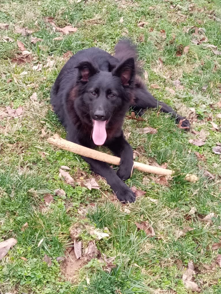 Dixie, a German Shepherd Dog and Australian Shepherd mix tested with EmbarkVet.com