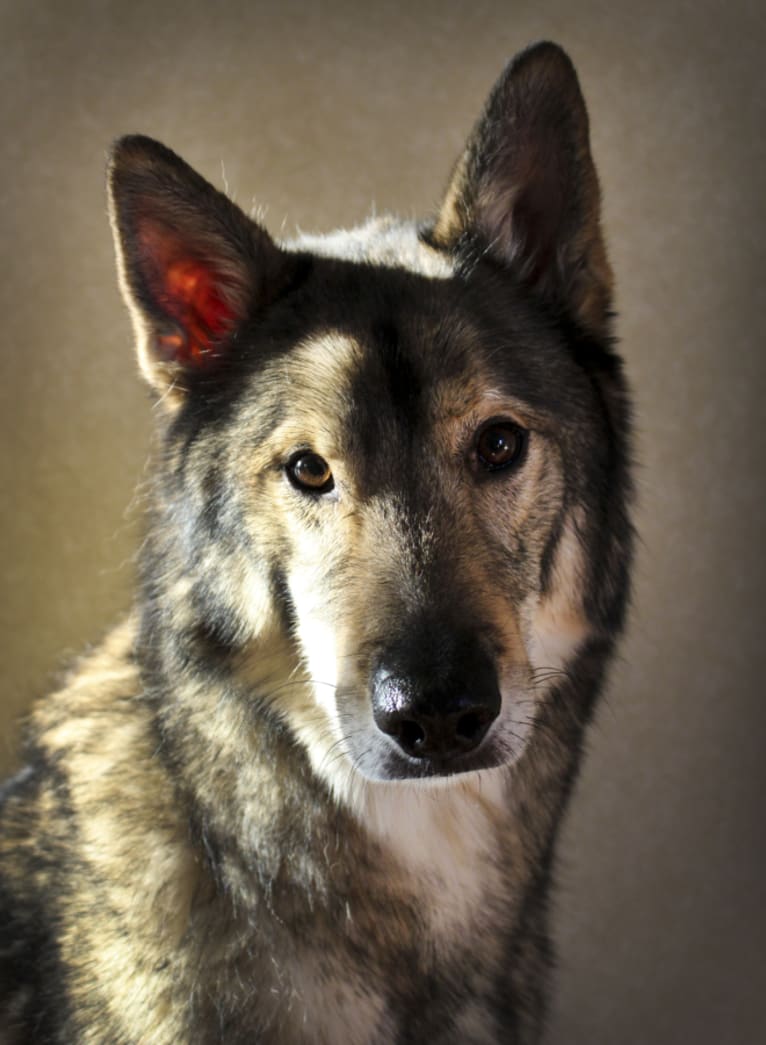 Ulric, a Siberian Husky and German Shepherd Dog mix tested with EmbarkVet.com
