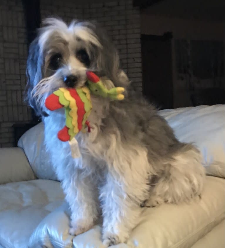 Winham’s “DollyBelle” of Rocky Mountain Cotons, a Coton de Tulear tested with EmbarkVet.com