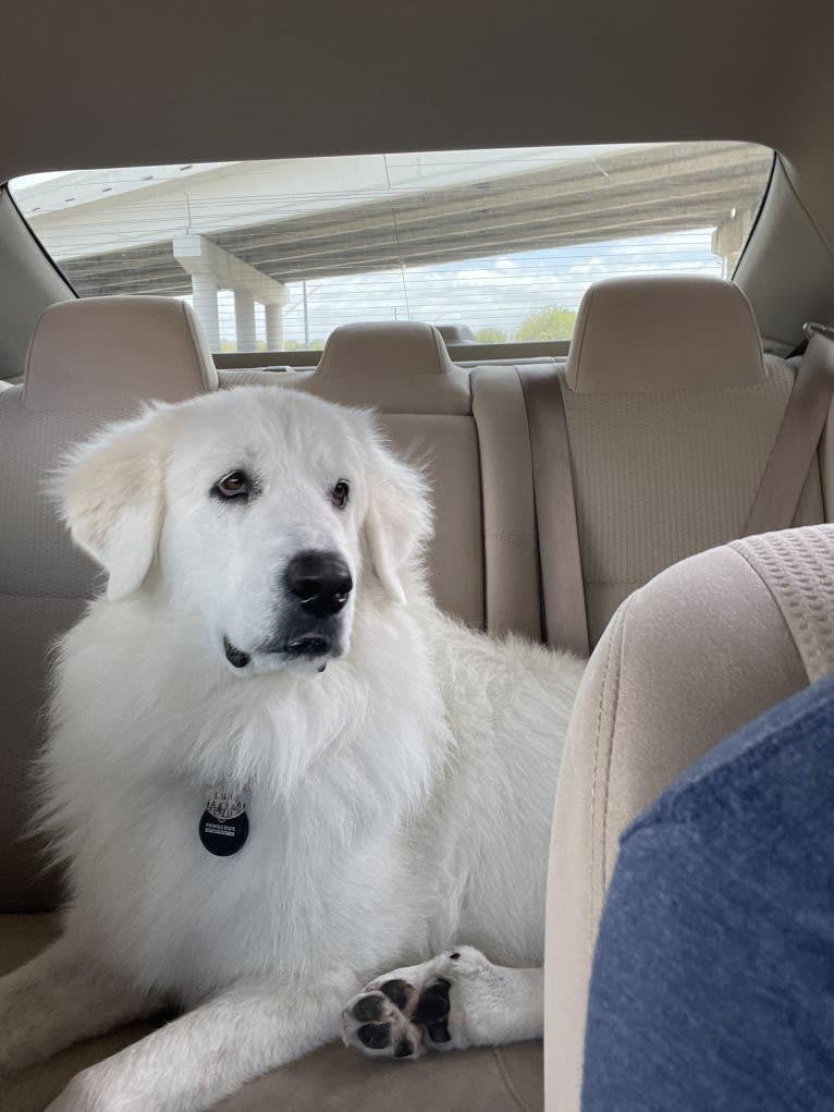 Looney “Chik’in Mini Bandit” Bear, a Great Pyrenees tested with EmbarkVet.com