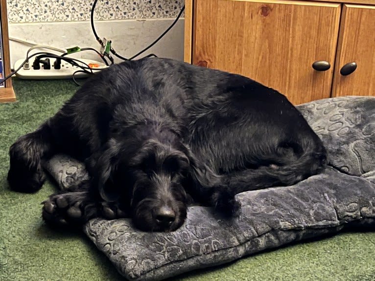 Levi, a Labradoodle tested with EmbarkVet.com