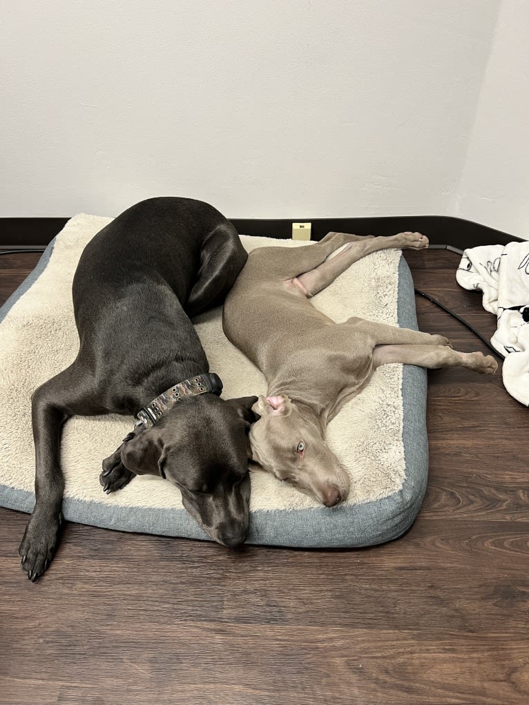 Apollo, a Weimaraner tested with EmbarkVet.com