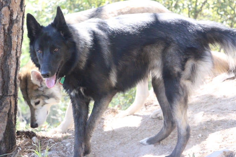 Photo of Ame, a Belgian Sheepdog, German Shepherd Dog, and Siberian Husky mix in Croatia