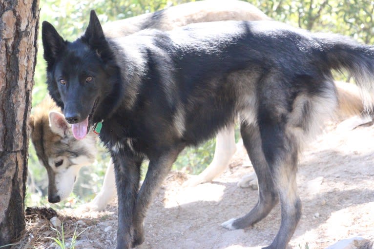 Ame, a Belgian Sheepdog and German Shepherd Dog mix tested with EmbarkVet.com