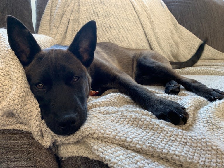 Jax, a Siberian Husky and Chow Chow mix tested with EmbarkVet.com