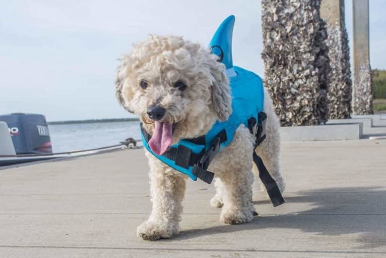 Opee, a Poodle (Small) and Chihuahua mix tested with EmbarkVet.com