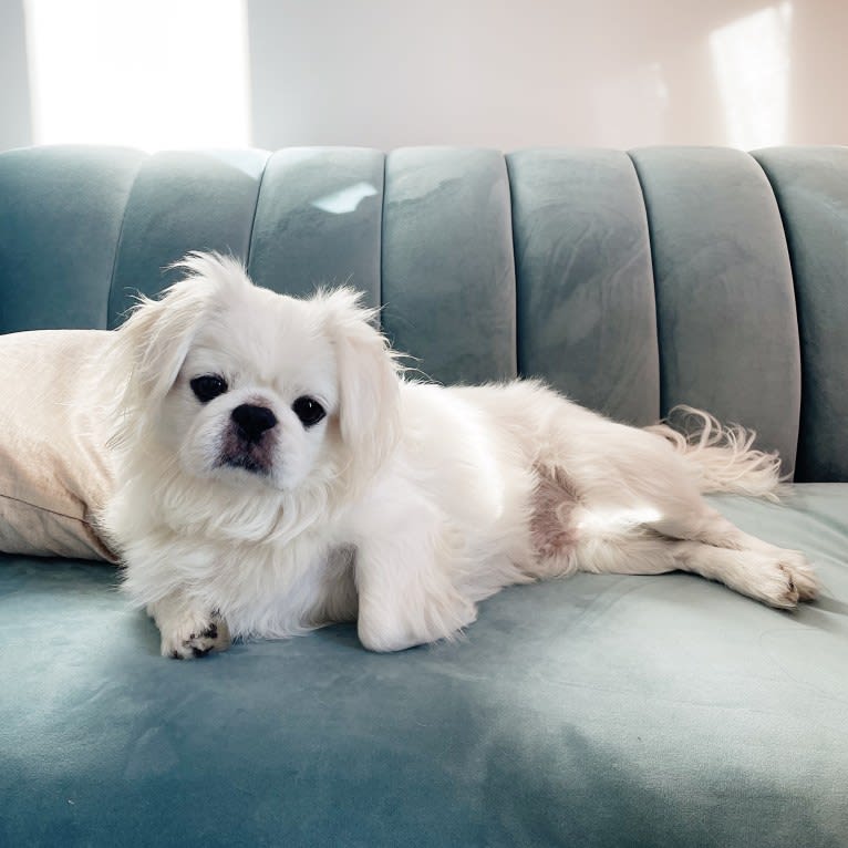 Almond, a Pekingese tested with EmbarkVet.com