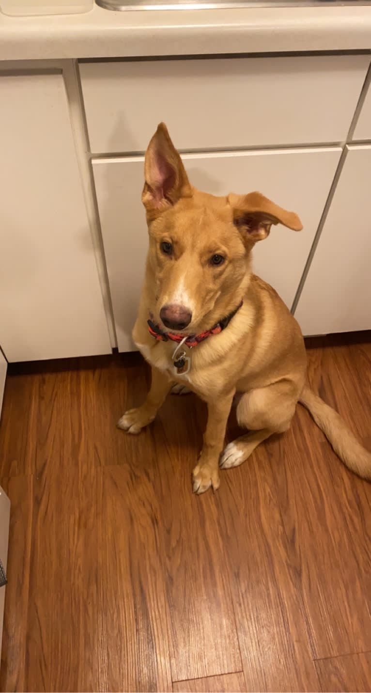 Hazel, a German Shepherd Dog and American Pit Bull Terrier mix tested with EmbarkVet.com