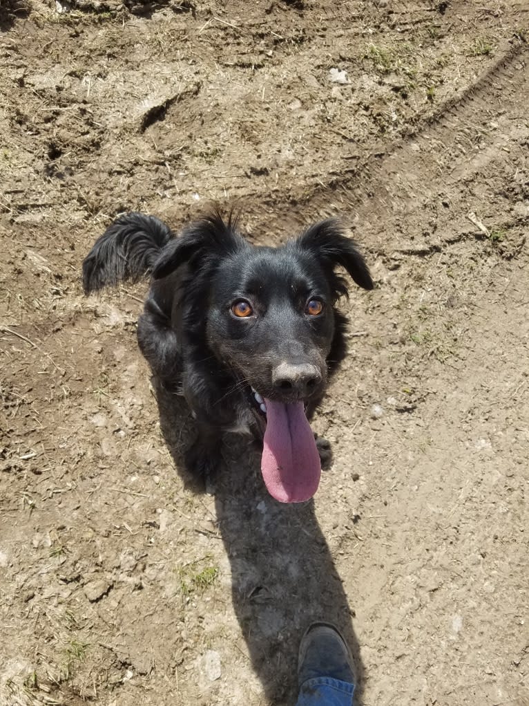 Sparrow, a Labrador Retriever and Border Collie mix tested with EmbarkVet.com