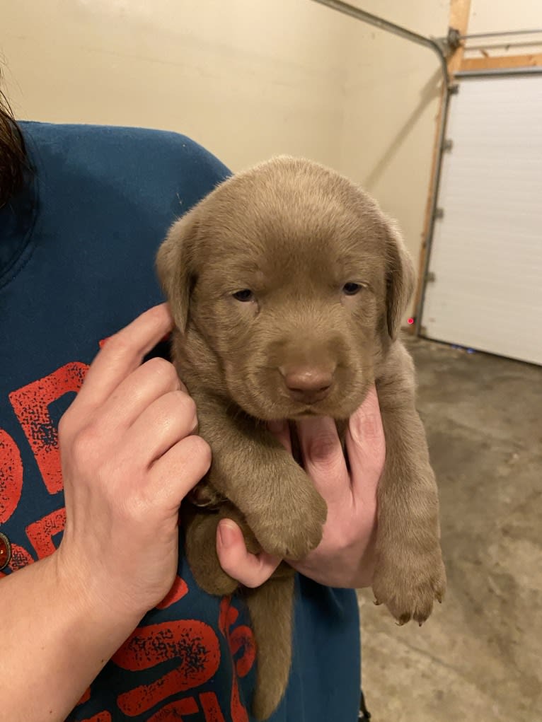 Uncanny Silver Havok, a Labrador Retriever tested with EmbarkVet.com