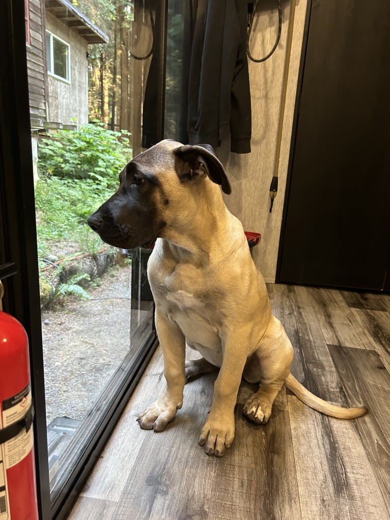Stella, a Perro de Presa Canario tested with EmbarkVet.com