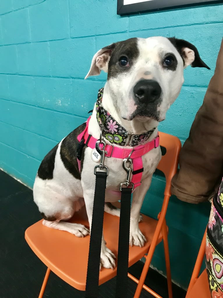 Lucie, an American Pit Bull Terrier and Boxer mix tested with EmbarkVet.com