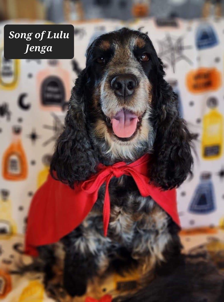 JENGA, an English Cocker Spaniel tested with EmbarkVet.com