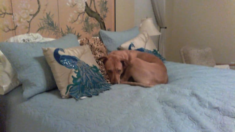 Libby, a Labrador Retriever and Staffordshire Terrier mix tested with EmbarkVet.com