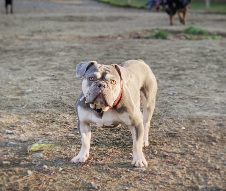 Hank, a French Bulldog tested with EmbarkVet.com