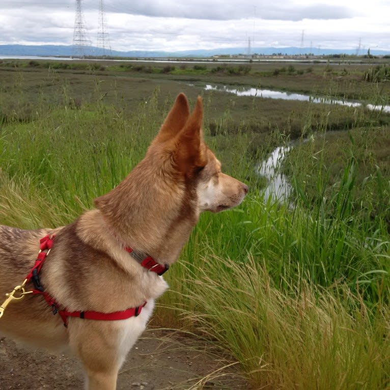 Reba, a Siberian Husky and German Shepherd Dog mix tested with EmbarkVet.com