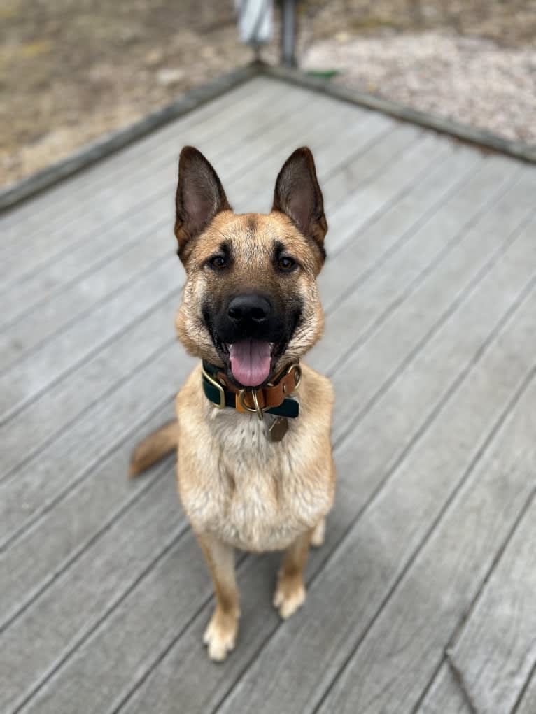 Everhett, a German Shepherd Dog and Australian Cattle Dog mix tested with EmbarkVet.com