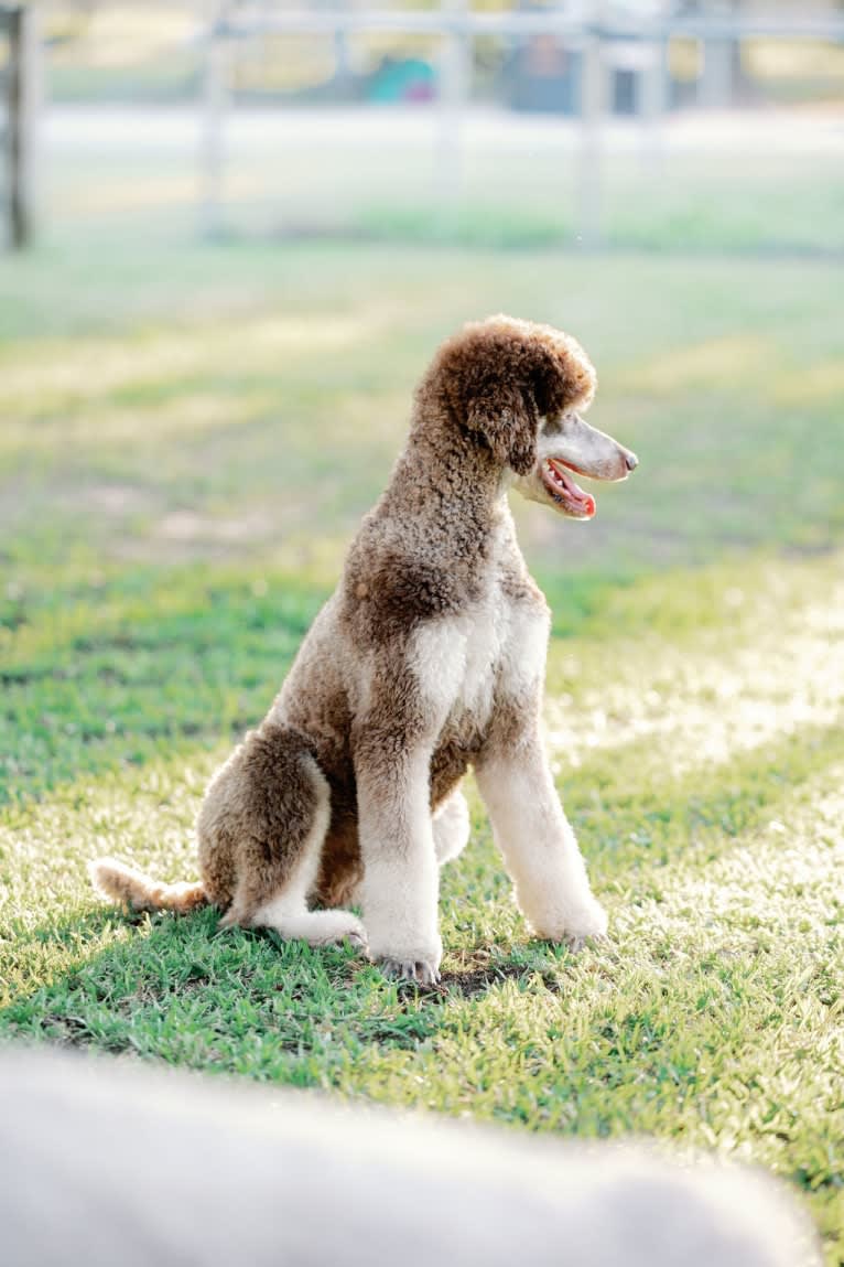 Wild Spirits Sage of Fire, a Poodle (Standard) tested with EmbarkVet.com