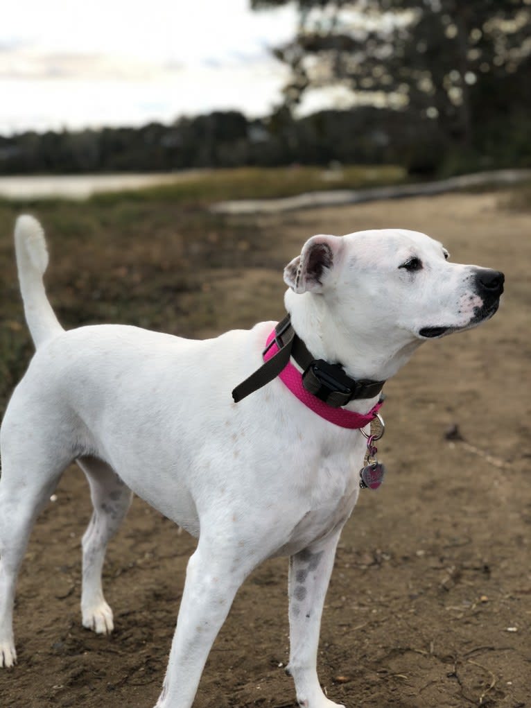 Belle, an American Pit Bull Terrier and Chow Chow mix tested with EmbarkVet.com