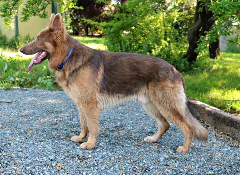 Bocephus, a German Shepherd Dog tested with EmbarkVet.com