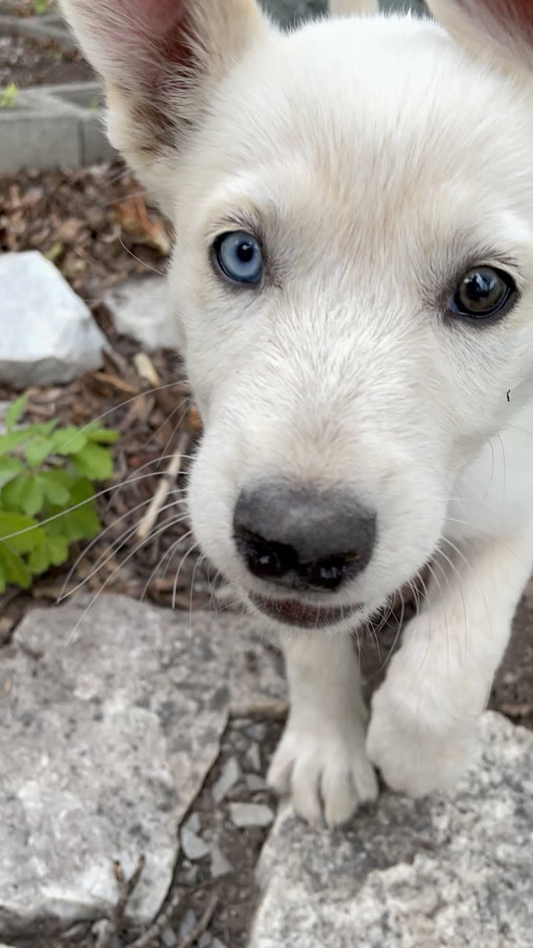 Princess Luna Rose, an Australian Cattle Dog and Siberian Husky mix tested with EmbarkVet.com