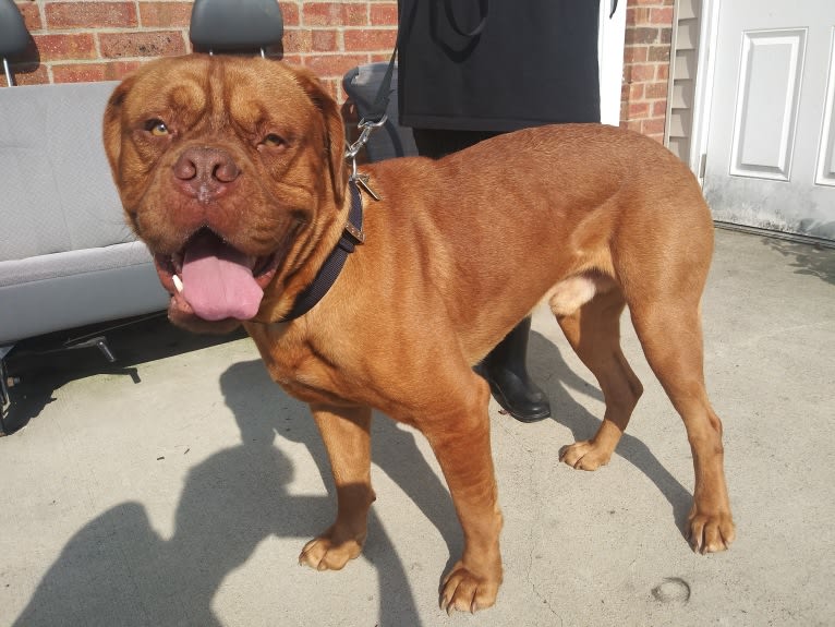 Brutis II, a Dogue de Bordeaux tested with EmbarkVet.com