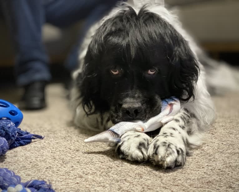 Huey, a Newfoundland tested with EmbarkVet.com