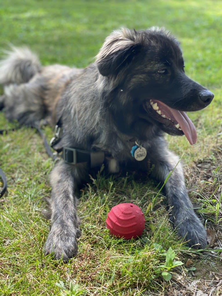 Juno, a Norwegian Elkhound and American Pit Bull Terrier mix tested with EmbarkVet.com