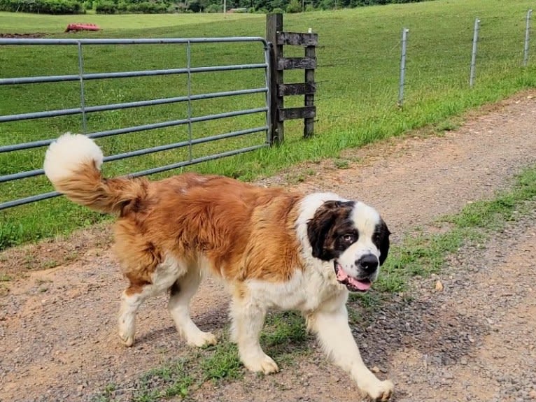 Thor, a Saint Bernard tested with EmbarkVet.com