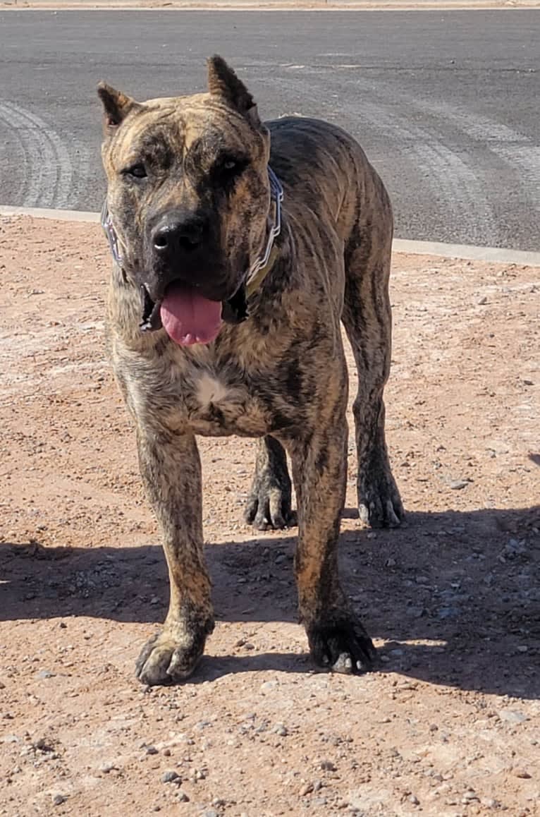 Ashrik, a Perro de Presa Canario tested with EmbarkVet.com