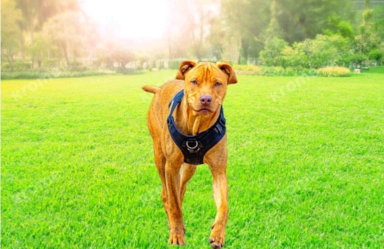 Oliver AKA Ollie, an American Pit Bull Terrier and Labrador Retriever mix tested with EmbarkVet.com