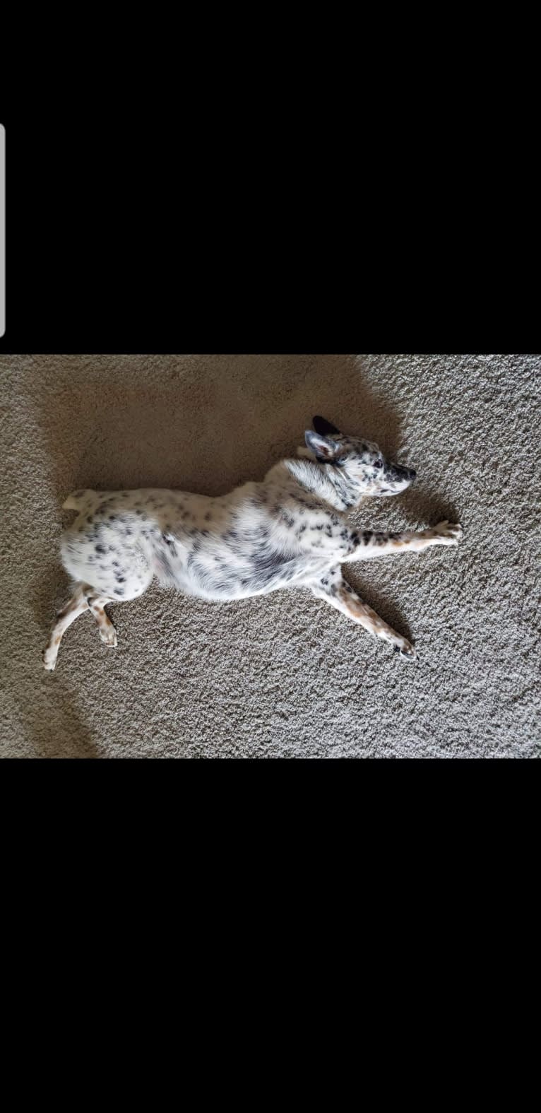 Pom, an Australian Cattle Dog tested with EmbarkVet.com